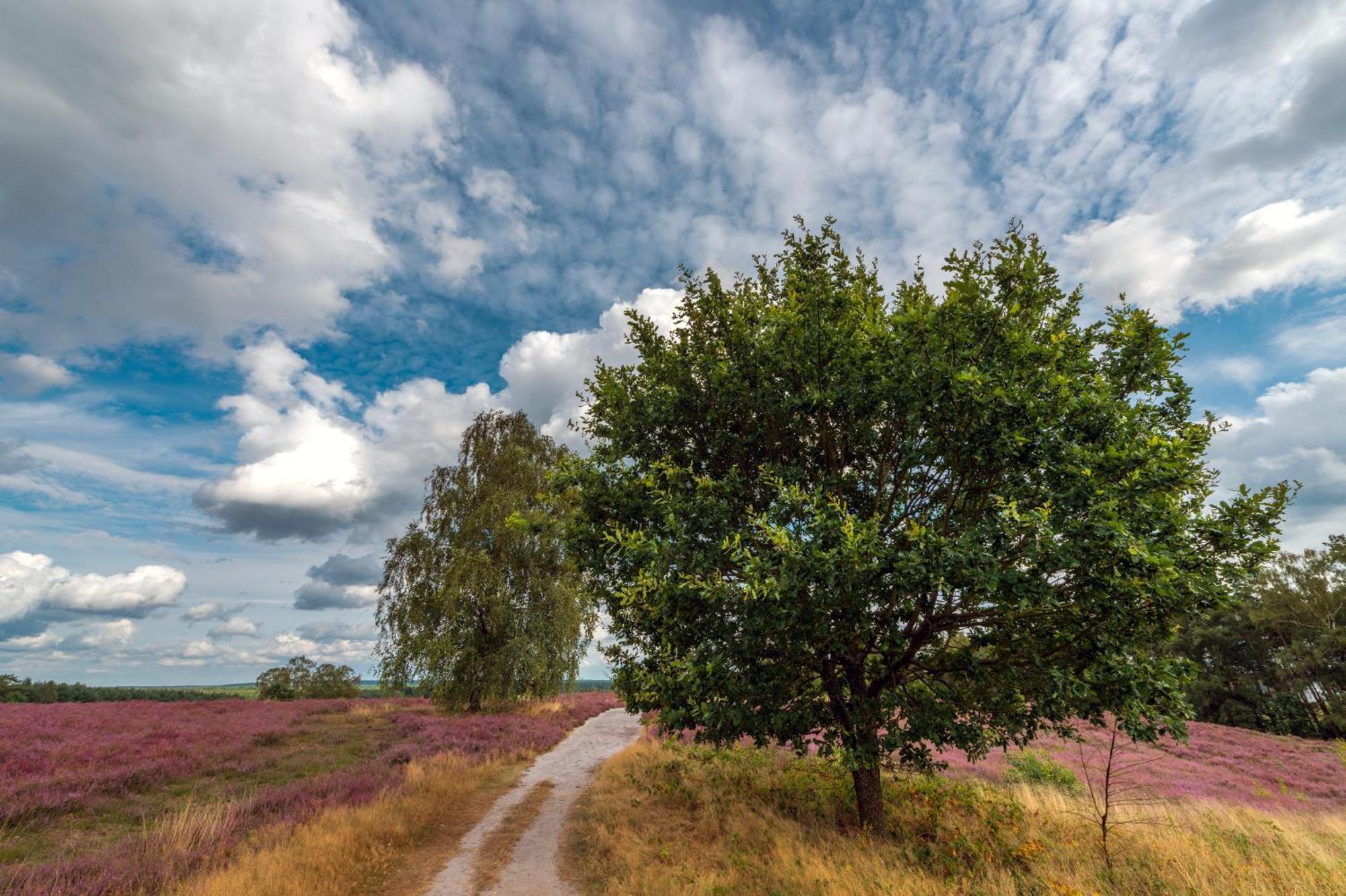 Wohnambiente Am See Faßberg Eksteriør bilde